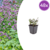 48x Oregano 'Herrenhausen' (10-25cm, Ø9cm) - Fragrant Perennial Bild 1