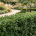 Green boutiQ - 24x Ilex crenata Stokes - Japanische Stechpalme - Heckenpflanzen - Immergrün - Grün - Topf 9cm - Höhe 20-30cm Bild 12