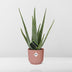 Aloe Vera 12cm im ELHO Vibes Fold Topf 14cm Rosa Bild 6