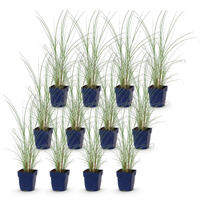 Green boutiQ - Gräser - Miscanthus sin. Morning Light - Pampasgras - Mit Feder - Silber - 12 Pflanzen - Topf 11cm - Höhe 15-25cm