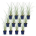 Green boutiQ - Gräser - Miscanthus sin. Morning Light - Pampasgras - Mit Feder - Silber - 12 Pflanzen - Topf 11cm - Höhe 15-25cm Bild 2