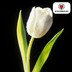 Tulip Bulbs Catherina – 20 pieces | KH Bloembollen® | Pure White Tulip – Timeless & Elegant – For Garden or Pot – Size 11/12 – Fresh from the Grower Bild 3