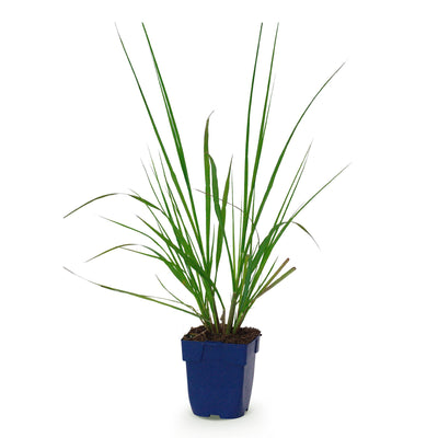 Green boutiQ - Gräser - Pennisetum alop. Black Beauty - Lampenputzergras - Mit Blüte - Grün - 1 Pflanzen - Topf 11cm - Höhe 15-25cm