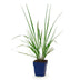 Green boutiQ - Gräser - Pennisetum alop. Black Beauty - Lampenputzergras - Mit Blüte - Grün - 1 Pflanzen - Topf 11cm - Höhe 15-25cm Bild 2