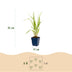 Green boutiQ - Gräser - Molinia caer. Heidebraut - Rohrbinse - Mit Blüte - Grün - 12 Pflanzen - Topf 11cm - Höhe 15-25cm Bild 3