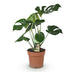 Monstera Deliciosa Fensterblatt - pflegeleicht, 70-80cm, Topf 21cm Bild 2