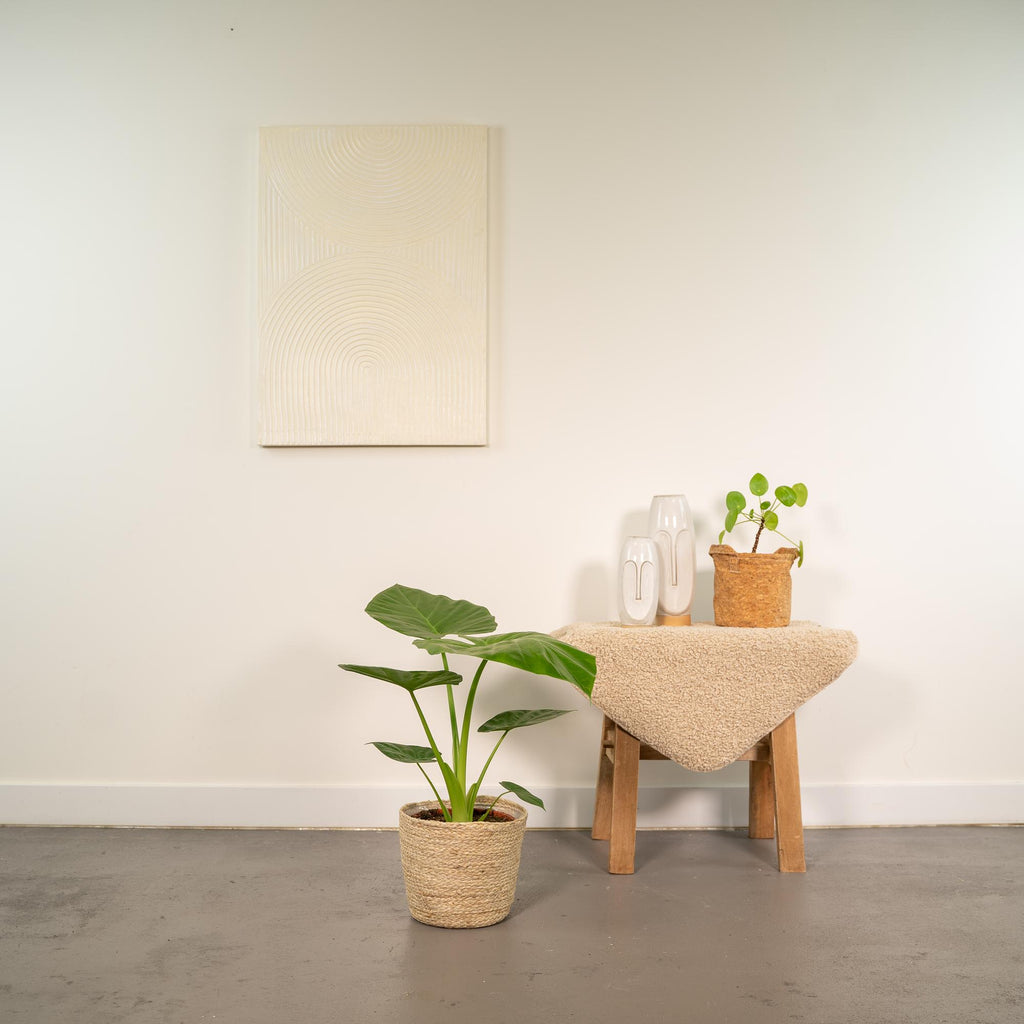 Alocasia Macrorrhiza - Ø19cm - ↕70cm + Korb Selin