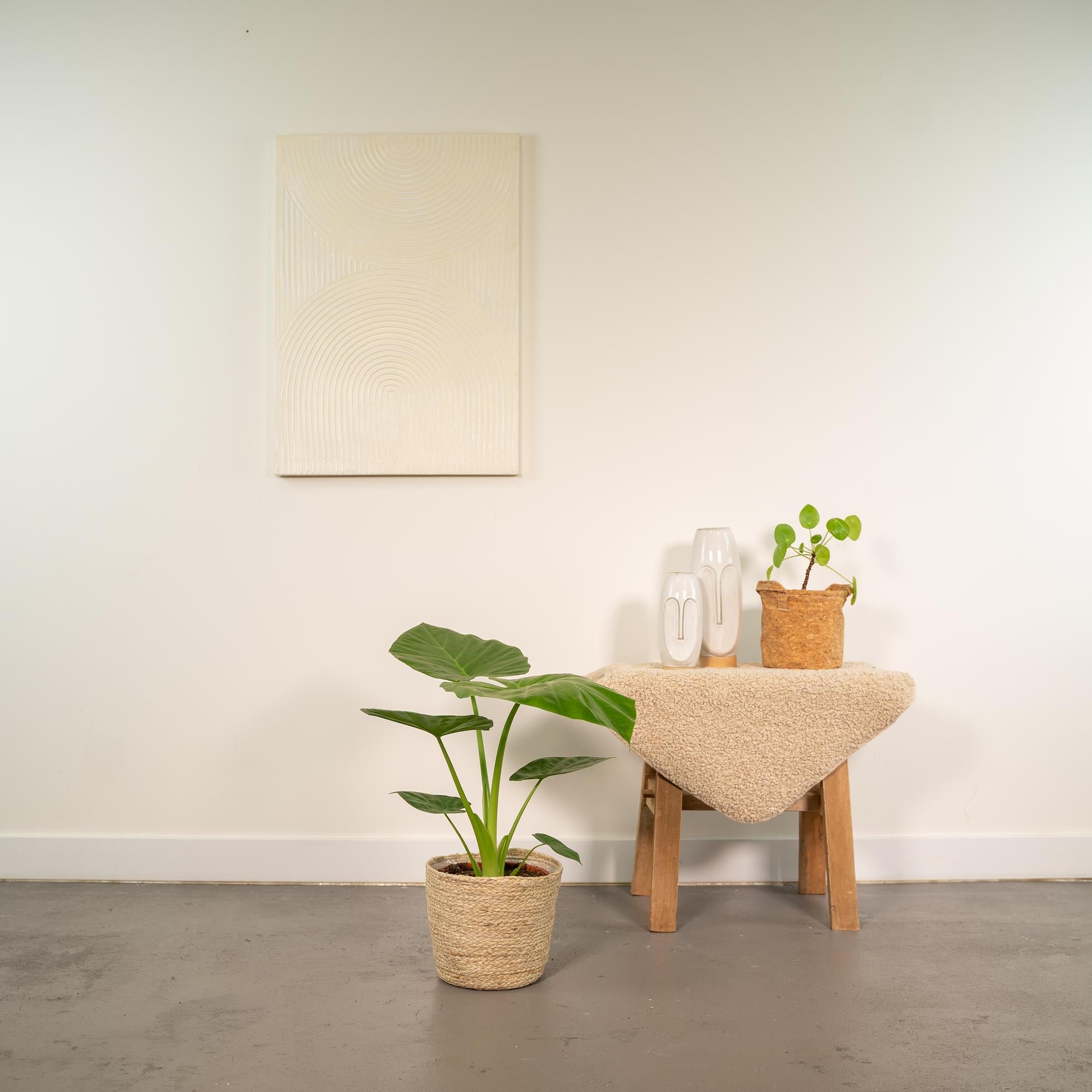 Alocasia Macrorrhiza - Ø19cm - ↕70cm + Korb Selin