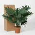 Artificial Philodendron Selloum 70cm - Tropical Flair Without the Fuss Bild 6