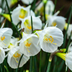 160x Narzisse White Petticoat - Weiße Frühlingsboten für Ihren Garten Bild 1