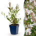 Green boutiQ - Perennial - Gaura lindh. Whirling Butterflies - Bee and Butterfly Magnet - White - 1 Plant - 11cm Pot - Height 15-25cm Bild 1
