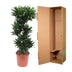 Dracaena Compacta - 140 cm - Ø30 cm Topf - Attraktive Zimmerpflanze Bild 4