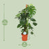 Monstera Deliciosa: Lush houseplant, 105cm tall, Ø24cm pot Bild 2