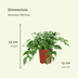 Monstera Minima: Tropische Eleganz für Ihr Zuhause - 2 Stk. Bild 2