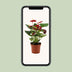 Anthurium Calon in transparenter Hülle - Ø12 cm - ↕36 cm Bild 5
