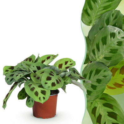 Maranta Fascinator Kerchoveana Zebrapflanze im 12cm Topf
