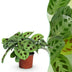 Maranta Fascinator Kerchoveana Zebrapflanze im 12cm Topf Bild 1