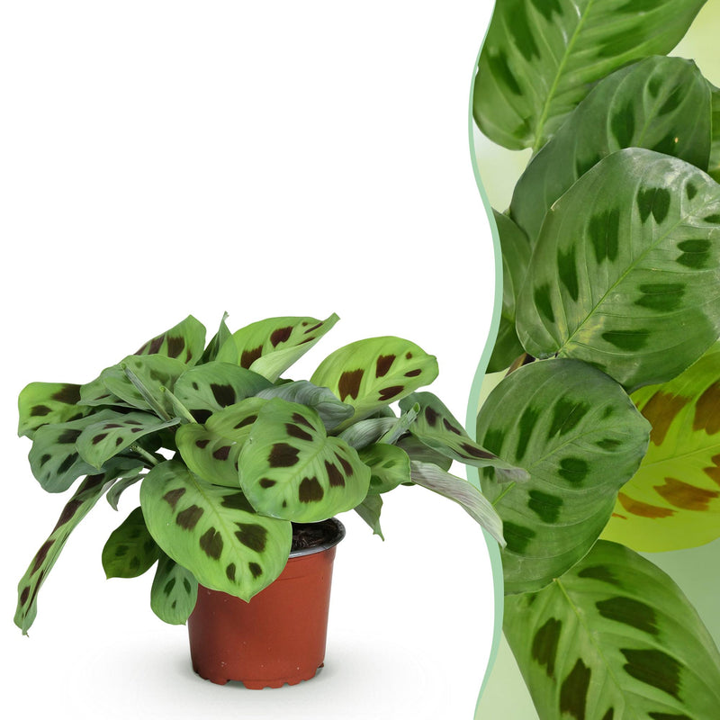Maranta Fascinator Kerchoveana Zebrapflanze im 12cm Topf