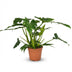 Philodendron Lacerum Houseplant: Easy Care, 65cm, 19cm Pot Bild 2