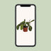 Maranta Leuconeura Fascinator Prayer Plant in a 12cm Pot, approx. 30cm High Bild 5