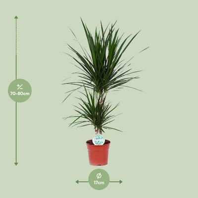 Dracaena Marginata (Drachenbaum) Ø17cm, ca. 75cm hoch
