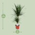 Dracaena Marginata (Dragon Tree) Ø17cm, approx. 75cm high Bild 2