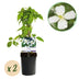 GreenboutiQ Clematis montana Grandiflora - Weiß, Frühblühend, Pflegeleicht Bild 1