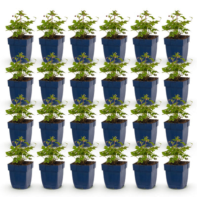 Green boutiQ - Perennial - Anemone hup. Splendens - Japanese Anemone - Shade - Dark Pink - 24 Plants - 11 cm Pot - Height 15–25 cm