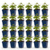 Green boutiQ - Perennial - Anemone hup. Splendens - Autumn Anemone - Shade - Dark Pink - 24 Plants - Pot 11cm - Height 15-25cm Bild 8
