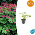 60x Geranium macr. 'Czakor' - ↕10-25cm - Ø9cm Bild 1