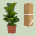 Ficus Lyrata (Geigenfeige) - Ø12cm Topf, ca. 30cm hoch Bild 3