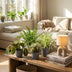 Green boutiQ: 4 Zimmerpflanzen Mix - Chlorophytum, Maranta, Calissia, Nephrolepis Bild 5