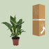 Spathiphyllum Diamond Friedenslilie Ø12cm ↕40cm - Luftreinigend Bild 4