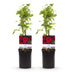 GreenboutiQ Klimrose 'Rosa Red Climber' - 2 Pflanzen im 11cm Topf Bild 2