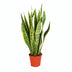 Bogenhanf 'Laurentii' Ø14cm - ↕50cm - Pflegeleichte Zimmerpflanze Bild 1