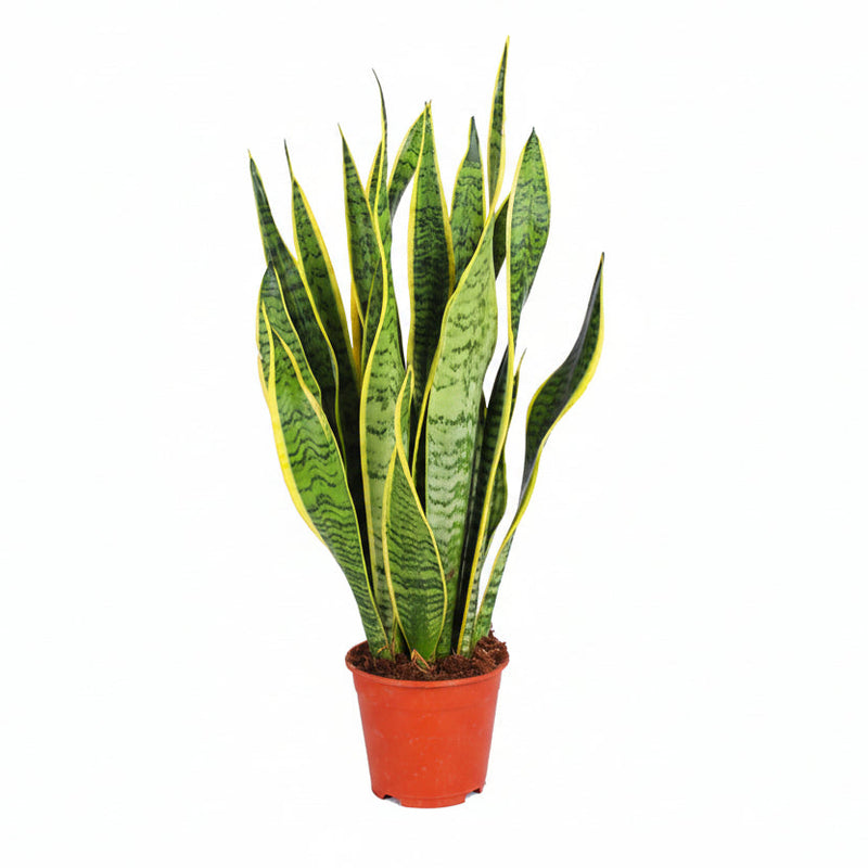 Bogenhanf 'Laurentii' Ø14cm - ↕50cm - Pflegeleichte Zimmerpflanze
