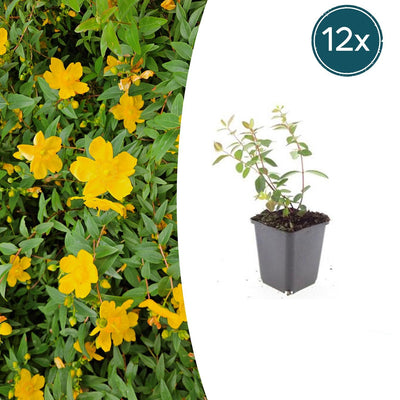 12x Hypericum dummeri 'Peter Dummer' - 10-25cm hoch, Ø9cm Topf