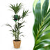 Howea Forsteriana (Kentia-Palme) - Pflegeleichte Zimmerpflanze im Korb Bild 1