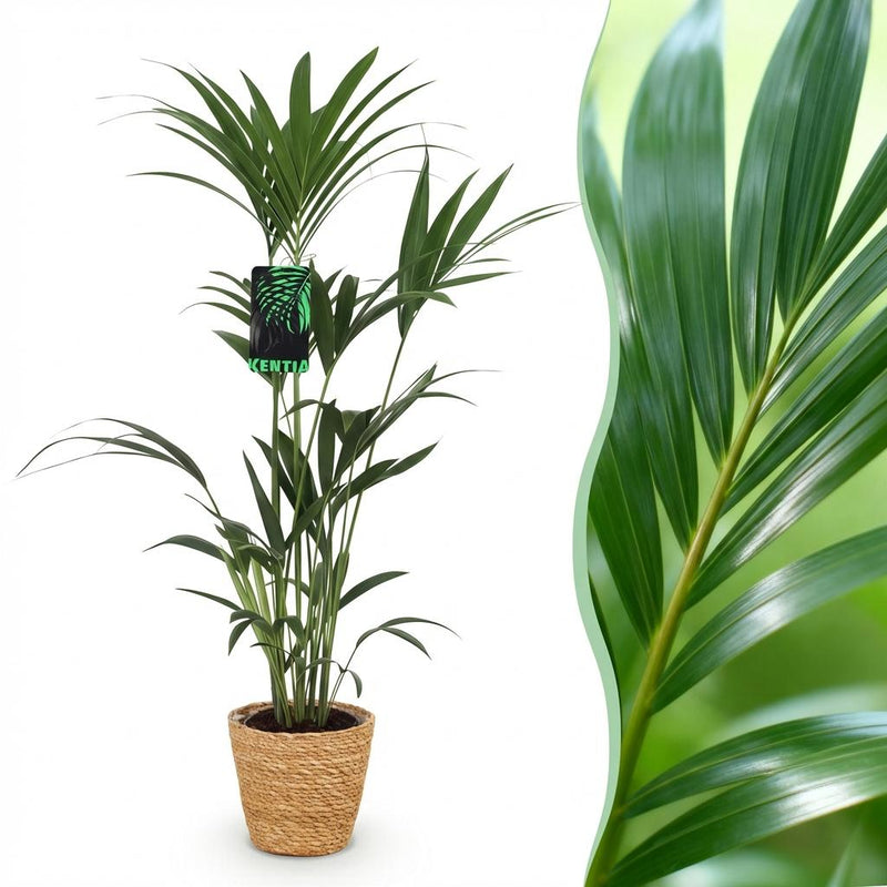 Howea Forsteriana (Kentia-Palme) - Pflegeleichte Zimmerpflanze im Korb