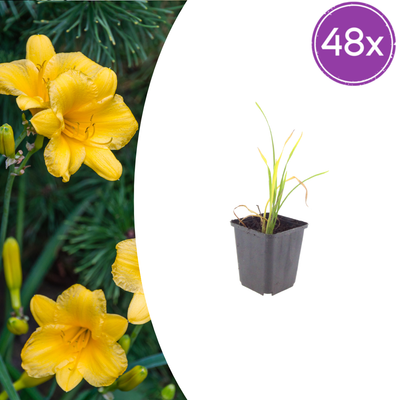 48x Hemerocallis 'Stella de Oro' - Hängende Taglilie, goldgelb, 10-25cm