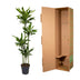Dracaena Golden Coast - 170 cm - ø27 Bild 4