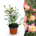 Green boutiQ Rosa Tricolor Fairy Rose, winterhart, Gelb-Rosa Bild 1