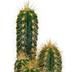10x Cactus Mix 5.5 cm - Variety from the Grower Bild 3