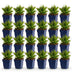 Green boutiQ - Perennial - Aster Wood's Pink - Astilbe - Bee and Butterfly Attractors - Pink - 24 Plants - Pot 11cm - Height 15-25cm Bild 2