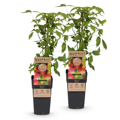Himbeerpflanze 'Ottawa' - Rote Himbeeren, 2 Pflanzen, 50cm