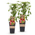 Himbeerpflanze 'Ottawa' - Rote Himbeeren, 2 Pflanzen, 50cm Bild 2