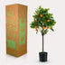 Kunstpflanze Citrus Sinensis Orangenbaum 75cm Bild 5