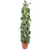 Philodendron Scandens Brasil Gitter - 160 cm Bild 1
