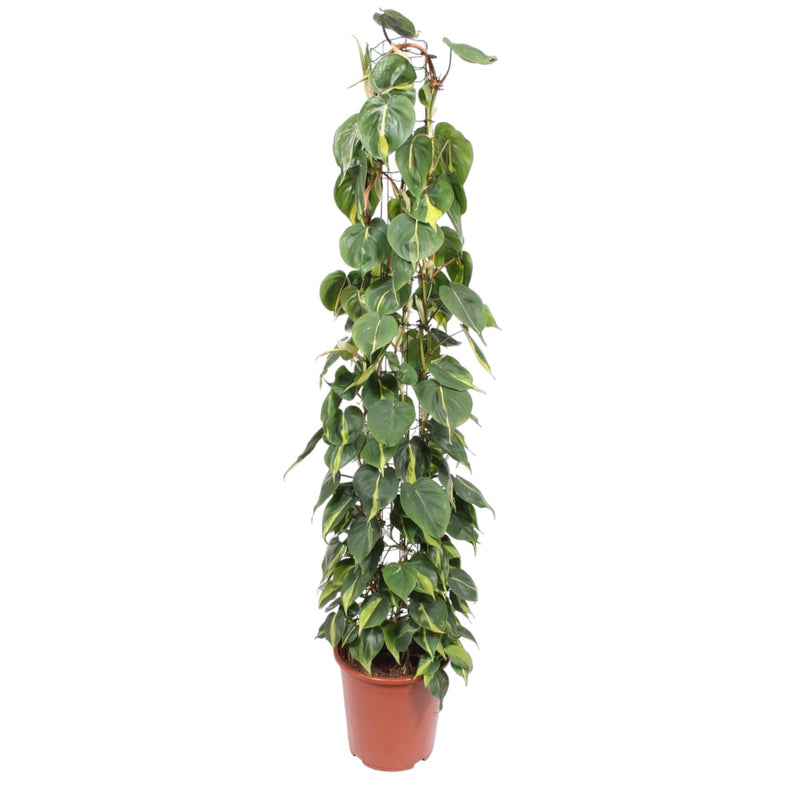 Philodendron Scandens Brasil Gitter - 160 cm
