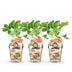Fragaria Elvira Erdbeere: 3 winterharte Pflanzen im 9cm Topf Bild 2